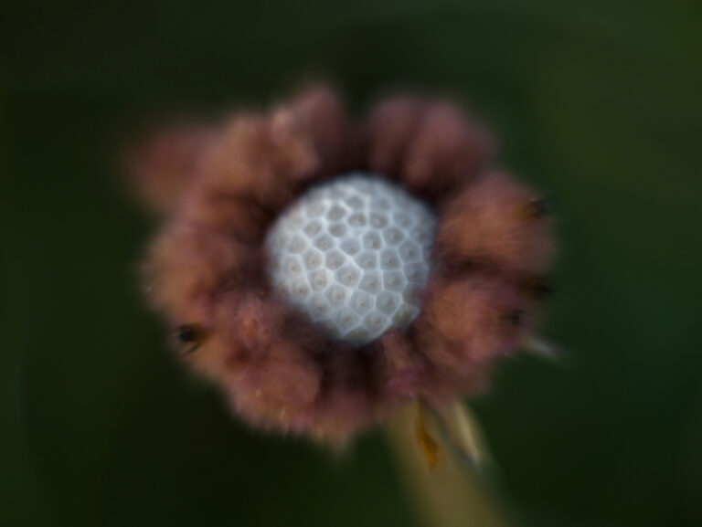 Abstrakte organische Struktur als Symbol für Wirkstoffe und Hautprozesse