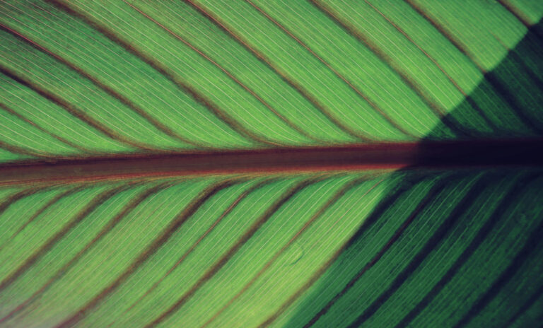 Wirbelsäule, Rückenschmerzen, Bandscheiben, Nackenverspannung, Lendenwirbelsäule, Haltung, Physiotherapie, Nervensystem, Ischias, Gesundheit, Bewegung, Ergonomie