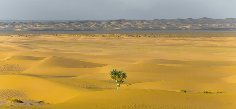 Weite Wüstenlandschaft mit goldenen Sanddünen und einem einzelnen grünen Baum als Symbol für Resilienz und Überleben in extremer Umgebung