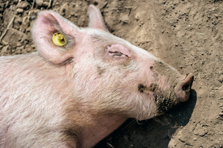 Schwein liegt entspannt auf der Seite im Staub und schläft – ruhige, fast humorvolle Darstellung von Schlaf und körperlicher Entspannung