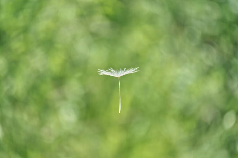 Ein einzelner Pollen fliegt vor grünem Hintergrund durch die Luft – Symbolbild für Allergien und Asthma im Frühling.